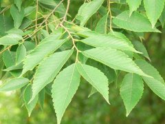 專(zhuān)家提醒：櫸樹(shù)和樸樹(shù)不是同一種樹(shù)嗎？