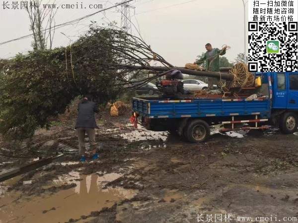 櫸樹 櫸樹
