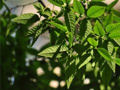 櫸樹(shù)為什么又叫作血櫸，這其中有什么奧秘嗎?