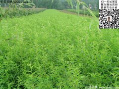 哪里有桃樹苗賣，偷偷告訴你一家又好又便宜的
