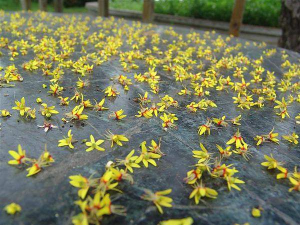 欒樹花 欒樹花