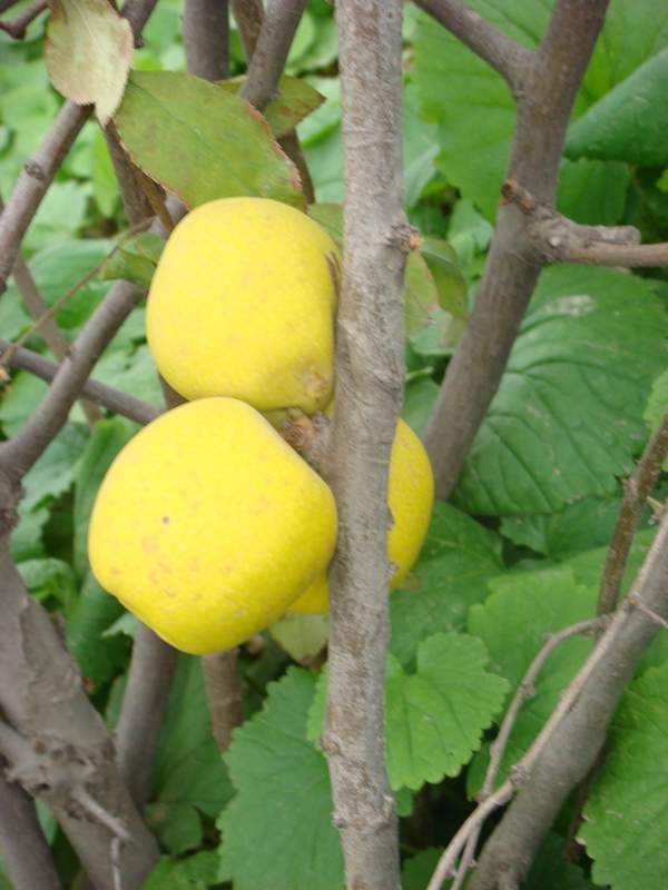 木瓜樹(shù) 木瓜樹(shù)