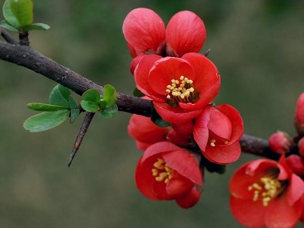 木瓜樹(shù) 木瓜樹(shù)