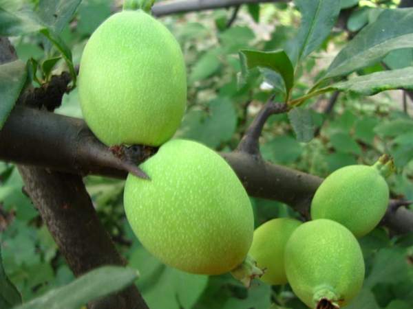 木瓜樹(shù)綠化、經(jīng)濟(jì)價(jià)值 木瓜樹(shù)綠化、經(jīng)濟(jì)價(jià)值
