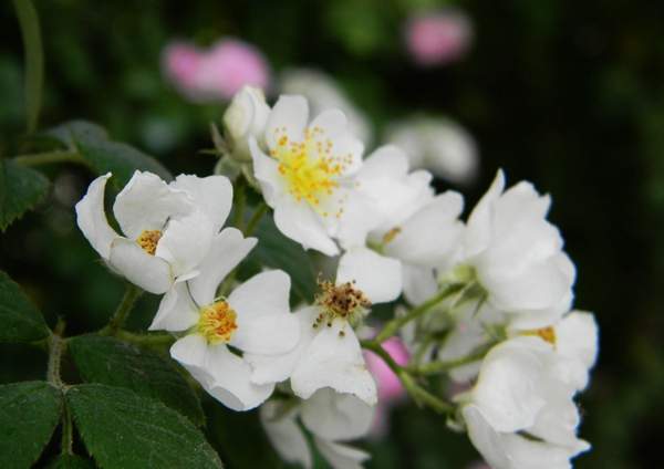 薔薇基地 薔薇基地