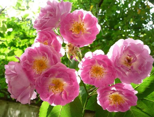 薔薇基地 薔薇基地