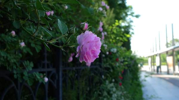 薔薇花 薔薇花