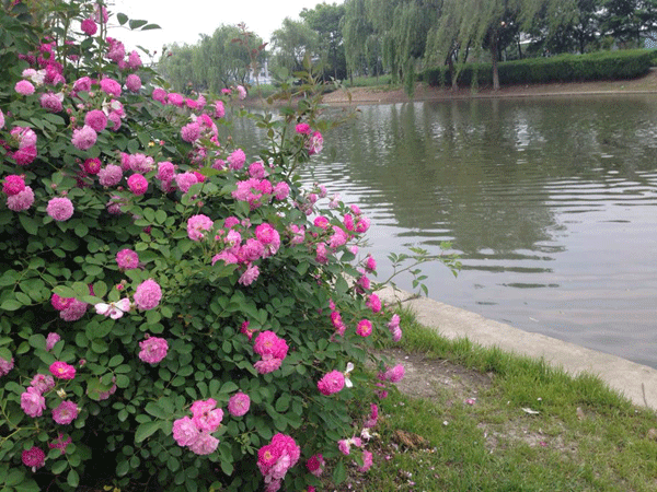 薔薇花 薔薇花