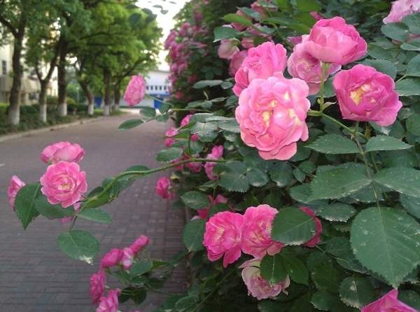 薔薇花 薔薇花