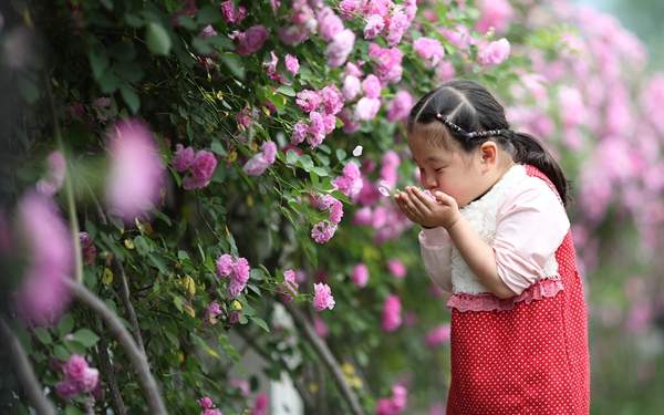 薔薇花 薔薇花