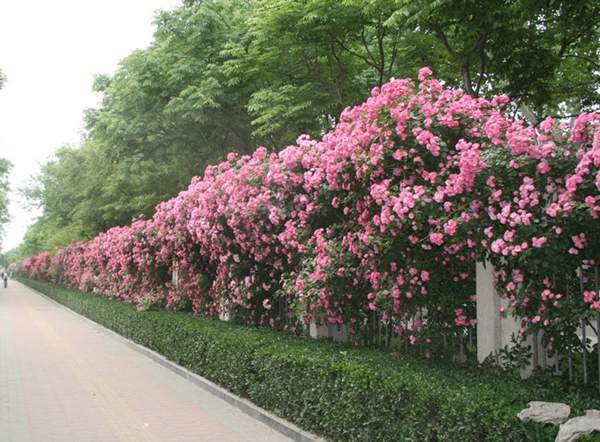 薔薇花 薔薇花
