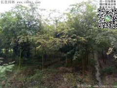 珍貴的紅櫸樹(shù)在我這，只珍不貴！