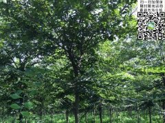 目前國(guó)內(nèi)櫸樹(shù)哪里最多，你一定不知