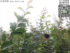 「內(nèi)部資料」行內(nèi)采購流蘇樹報價單曝光！