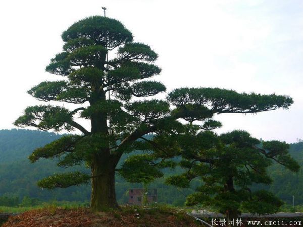 沭陽(yáng)黑松造型 沭陽(yáng)黑松造型