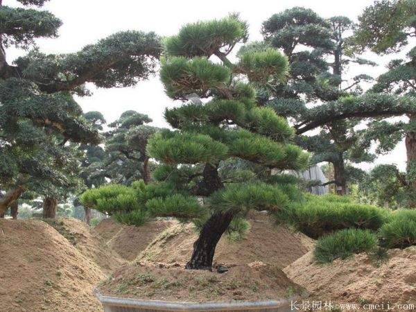 沭陽(yáng)黑松造型 沭陽(yáng)黑松造型