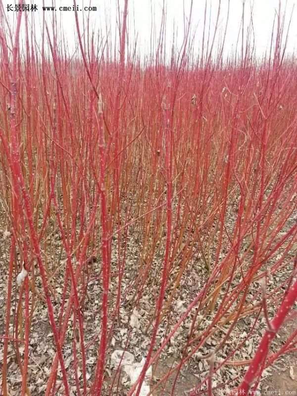 紅瑞木基地照 紅瑞木基地照