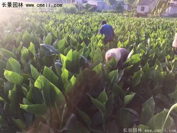 低價格，高質(zhì)量的美人蕉