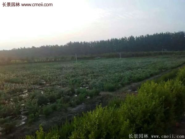 沙地柏繁殖 沙地柏繁殖