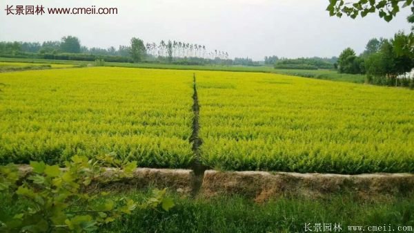 沭陽(yáng)金葉女貞基地 沭陽(yáng)金葉女貞基地