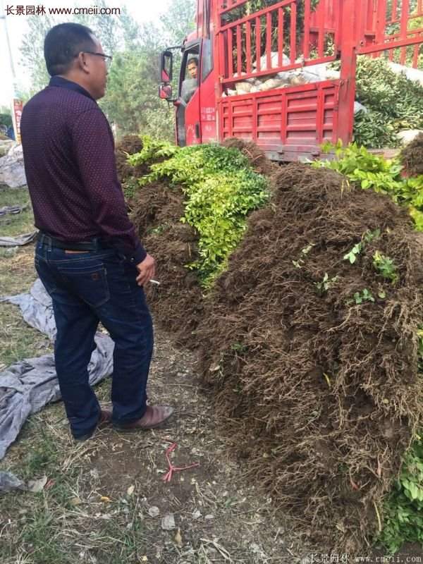 沭陽基地的金葉女貞 沭陽基地的金葉女貞
