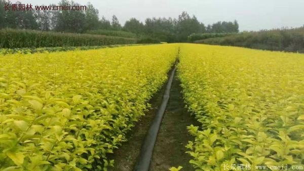 江蘇沭陽的金葉女貞基地 江蘇沭陽的金葉女貞基地
