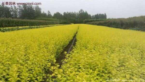 江蘇沭陽的金葉女貞基地 江蘇沭陽的金葉女貞基地