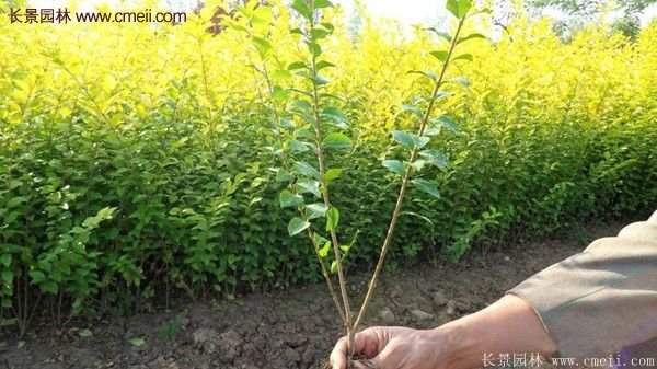 江蘇沭陽的金葉女貞基地 江蘇沭陽的金葉女貞基地