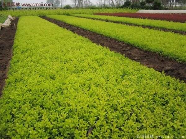 沭陽(yáng)金葉女貞苗 沭陽(yáng)金葉女貞苗