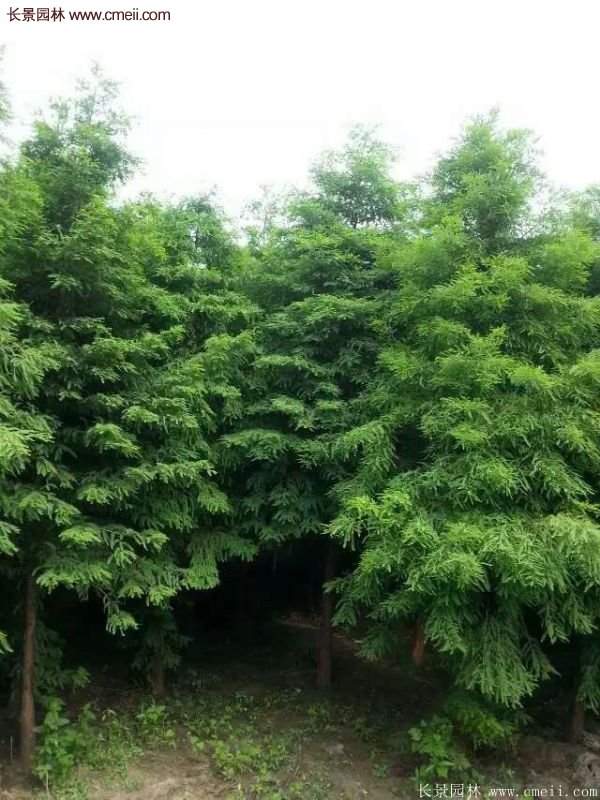 水杉樹(shù)苗