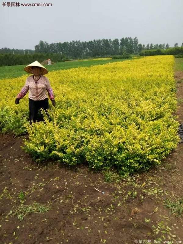 沭陽(yáng)金葉女貞基地 沭陽(yáng)金葉女貞基地