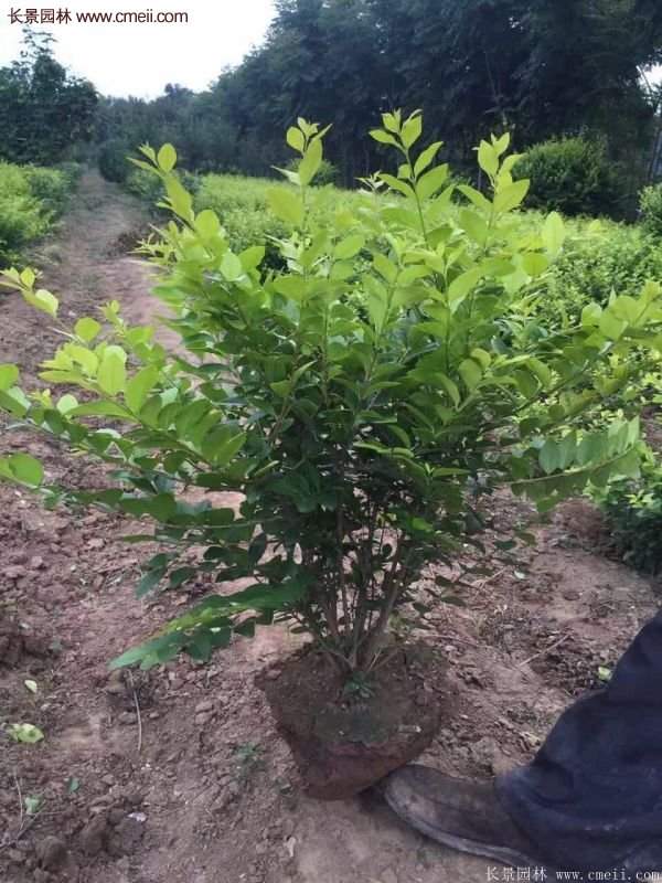 沭陽(yáng)基地的金葉女貞 沭陽(yáng)基地的金葉女貞