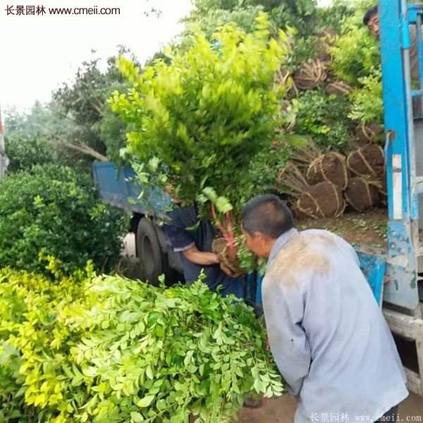 沭陽(yáng)金葉女貞基地 沭陽(yáng)金葉女貞基地
