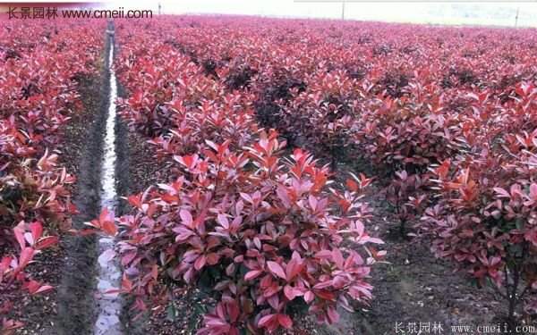 沭陽紅葉石楠基地 沭陽紅葉石楠基地
