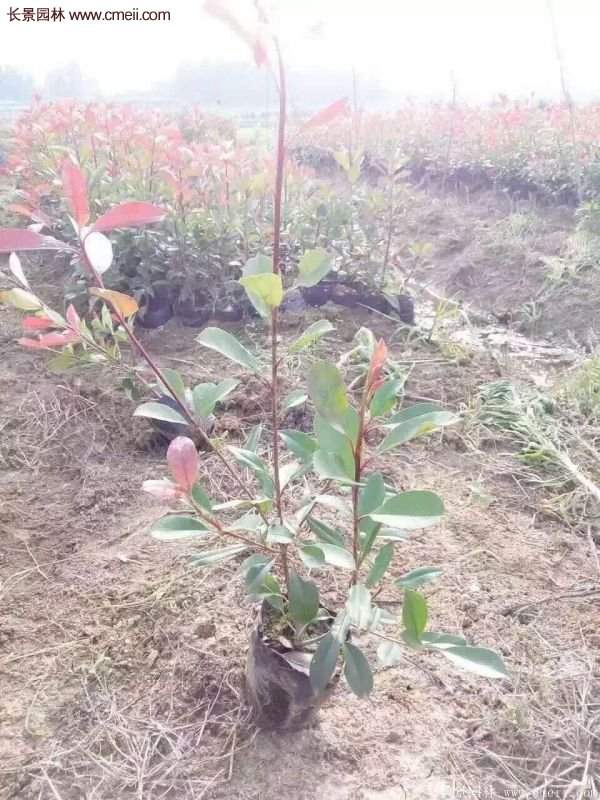 沭陽紅葉石楠基地 沭陽紅葉石楠基地
