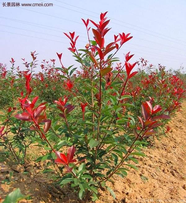 沭陽紅葉石楠基地 沭陽紅葉石楠基地
