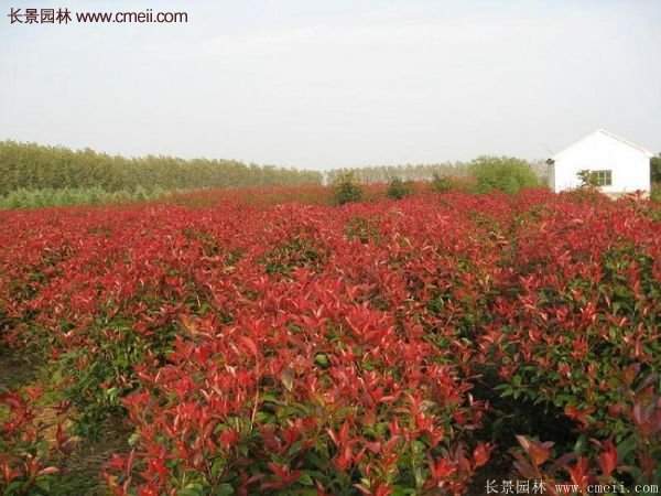 沭陽紅葉石楠基地 沭陽紅葉石楠基地
