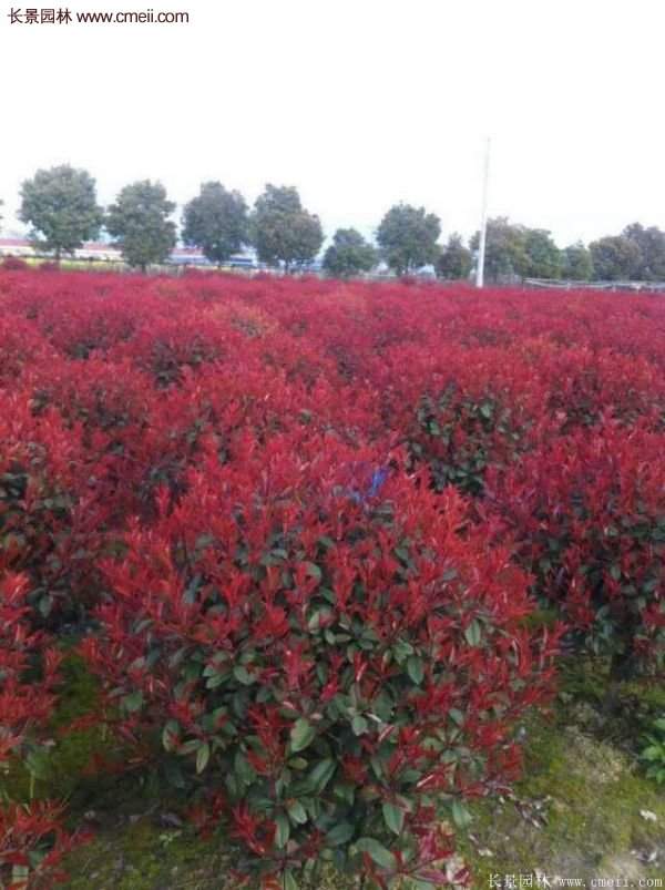 沭陽紅葉石楠基地 沭陽紅葉石楠基地