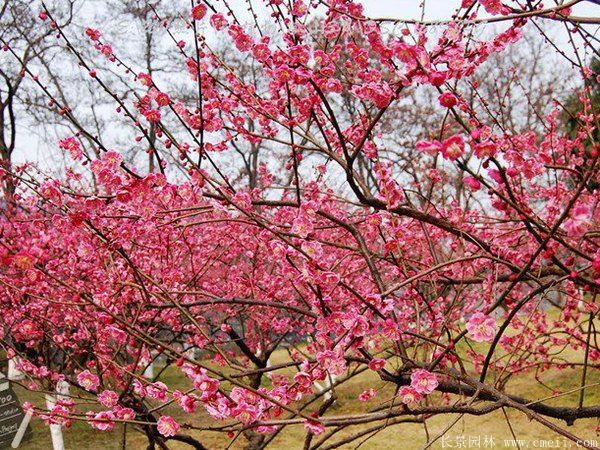 批發(fā)供應(yīng)紅梅和骨里紅梅,規(guī)格齊全、價格低
