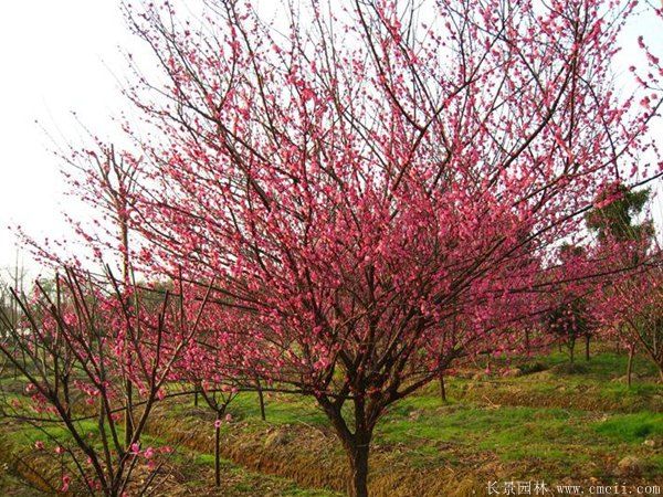 批發(fā)供應(yīng)紅梅和骨里紅梅,規(guī)格齊全、價格低