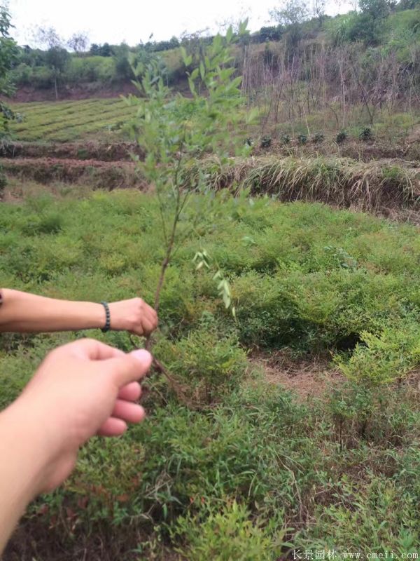 南天竹