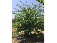 正宗紅花木槿，1~8公分規(guī)格齊全，分枝多冠幅大