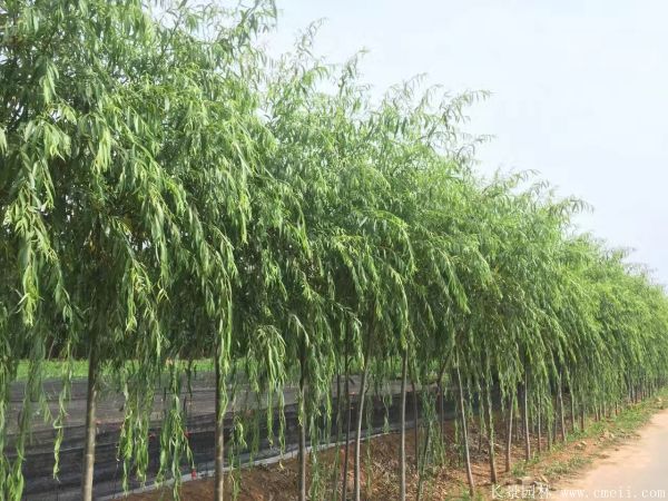 垂柳圖片垂柳基地實拍 垂柳圖片垂柳基地實拍