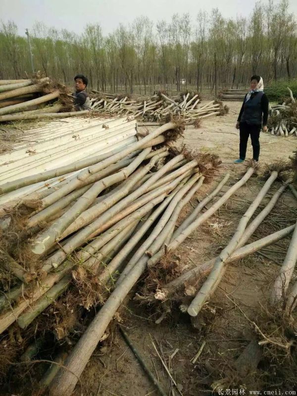 垂柳圖片垂柳基地實拍 垂柳圖片垂柳基地實拍