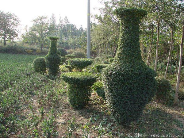 小葉女貞造型樹圖片基地實(shí)拍 小葉女貞造型樹圖片基地實(shí)拍