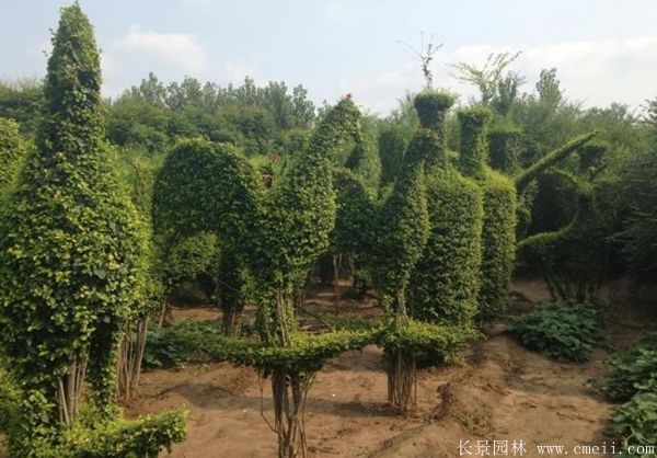小葉女貞造型樹圖片基地實(shí)拍 小葉女貞造型樹圖片基地實(shí)拍