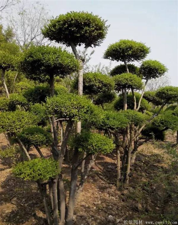 小葉女貞造型樹圖片基地實(shí)拍 小葉女貞造型樹圖片基地實(shí)拍