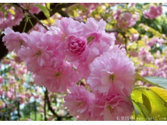甘肅櫻花價(jià)格便宜嗎？