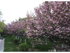 胸徑6公分櫻花哪里有賣的？