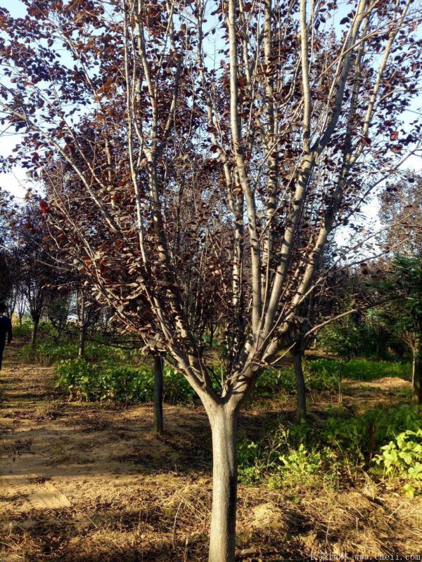 紅葉李圖片基地實(shí)拍 紅葉李圖片基地實(shí)拍